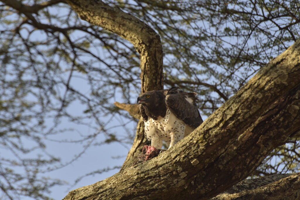 ngorongoro crater wildlife safari