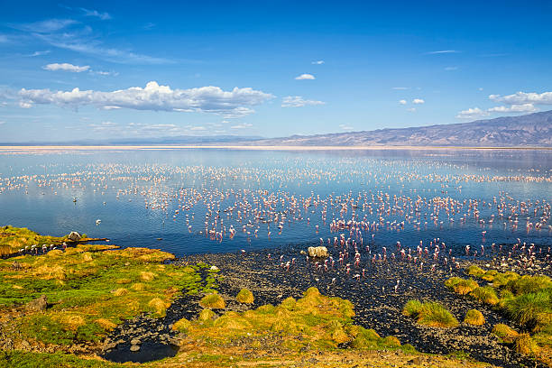 flamingoes around soda lake