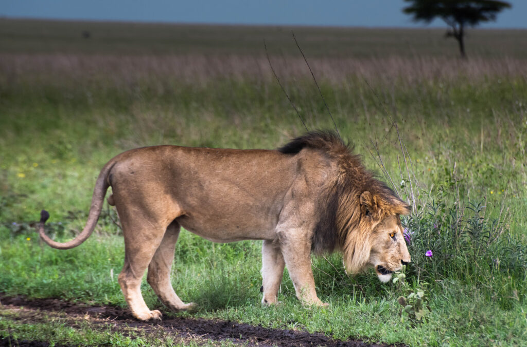 serengeti  safari lion