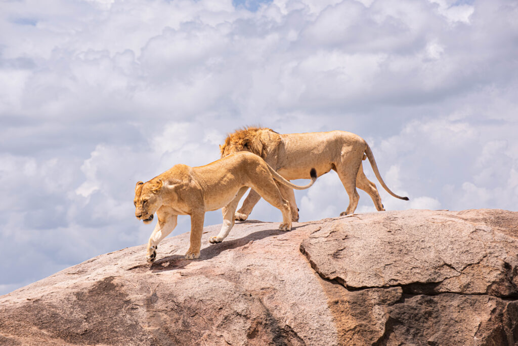 lion mawe ya punda 8