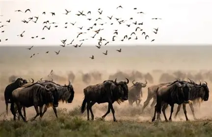 ndutu plains