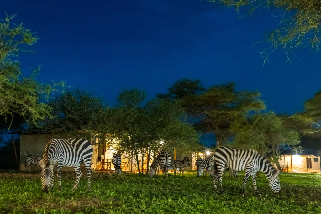 ndutu safari great migration