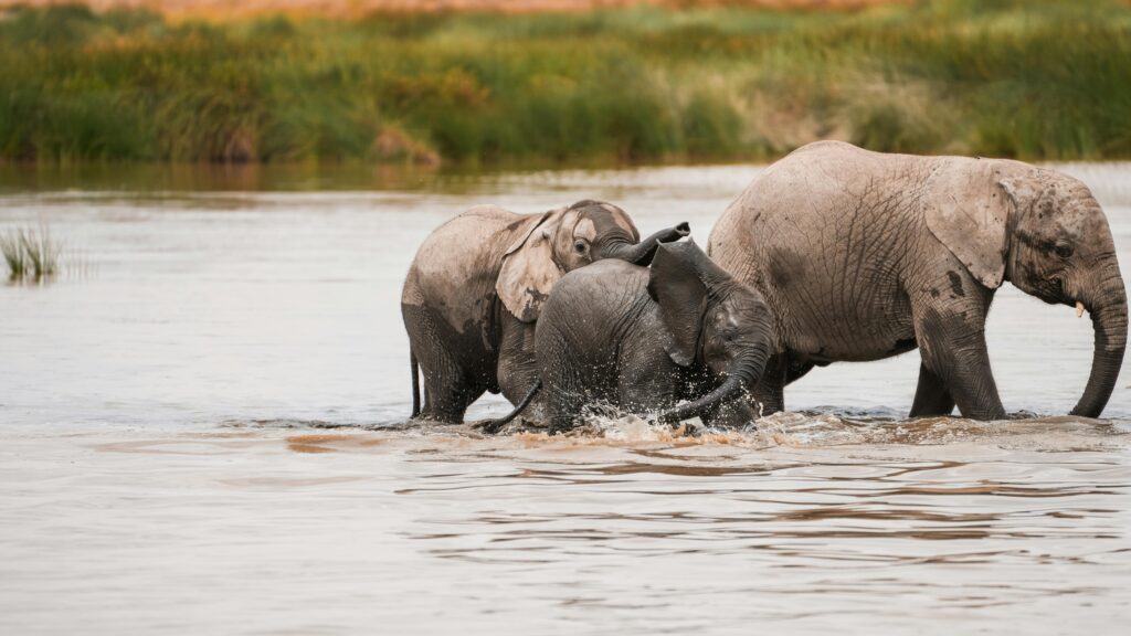 lake manyara national park safari pexels alex ning 523843601 33650622