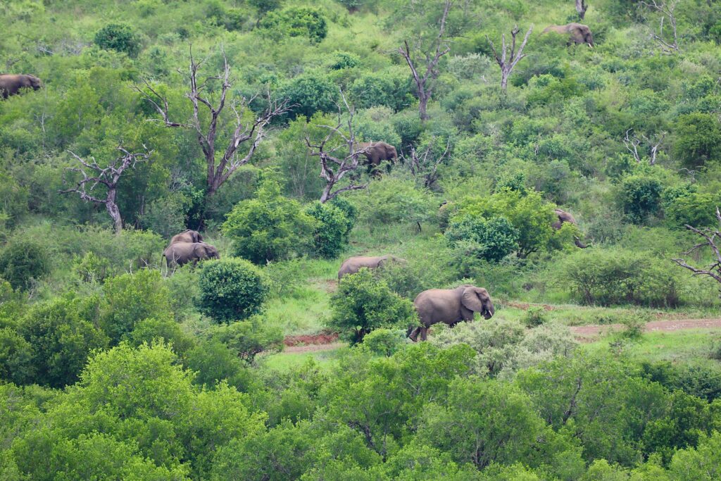 lake manyara national park safari pexels arsal point 356971417 30860833