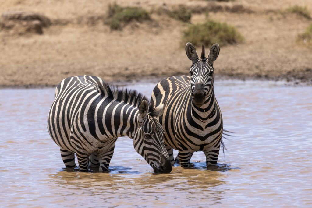 lake manyara national park safari pexels balazsimon 15994214