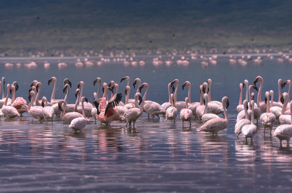 lake manyara national park safari pexels bisakha datta 3429431 7218994