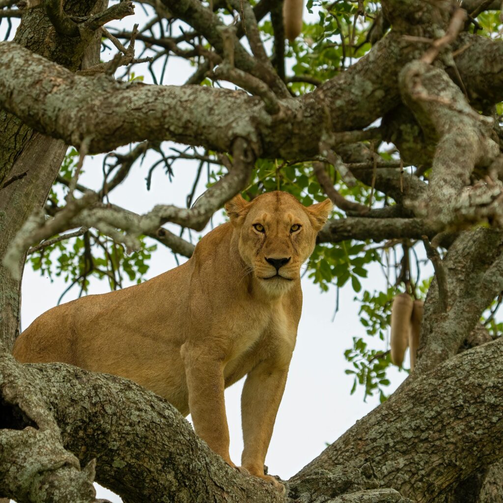 lake manyara national park safari pexels chris clark 1933184 16044997