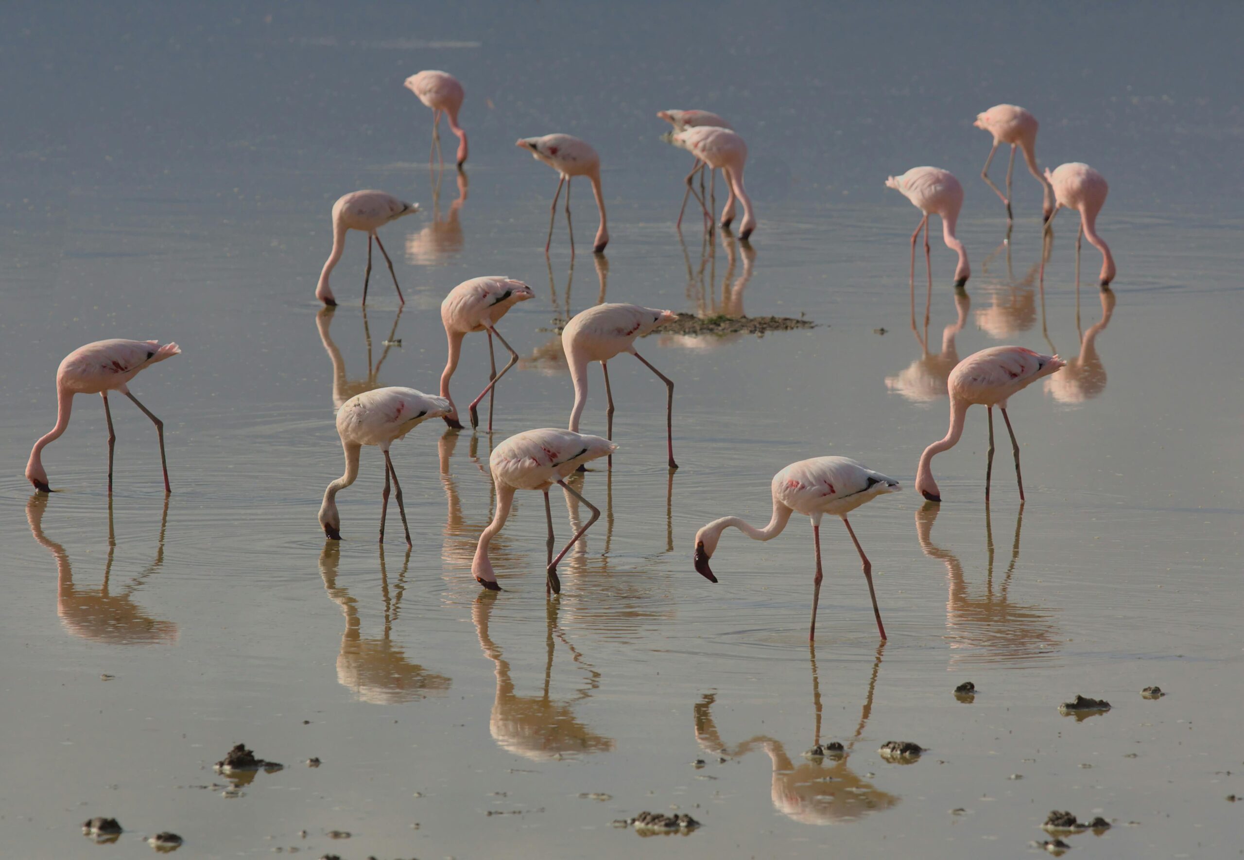 lake manyara national park safari pexels nirav shah 6927042 30049607