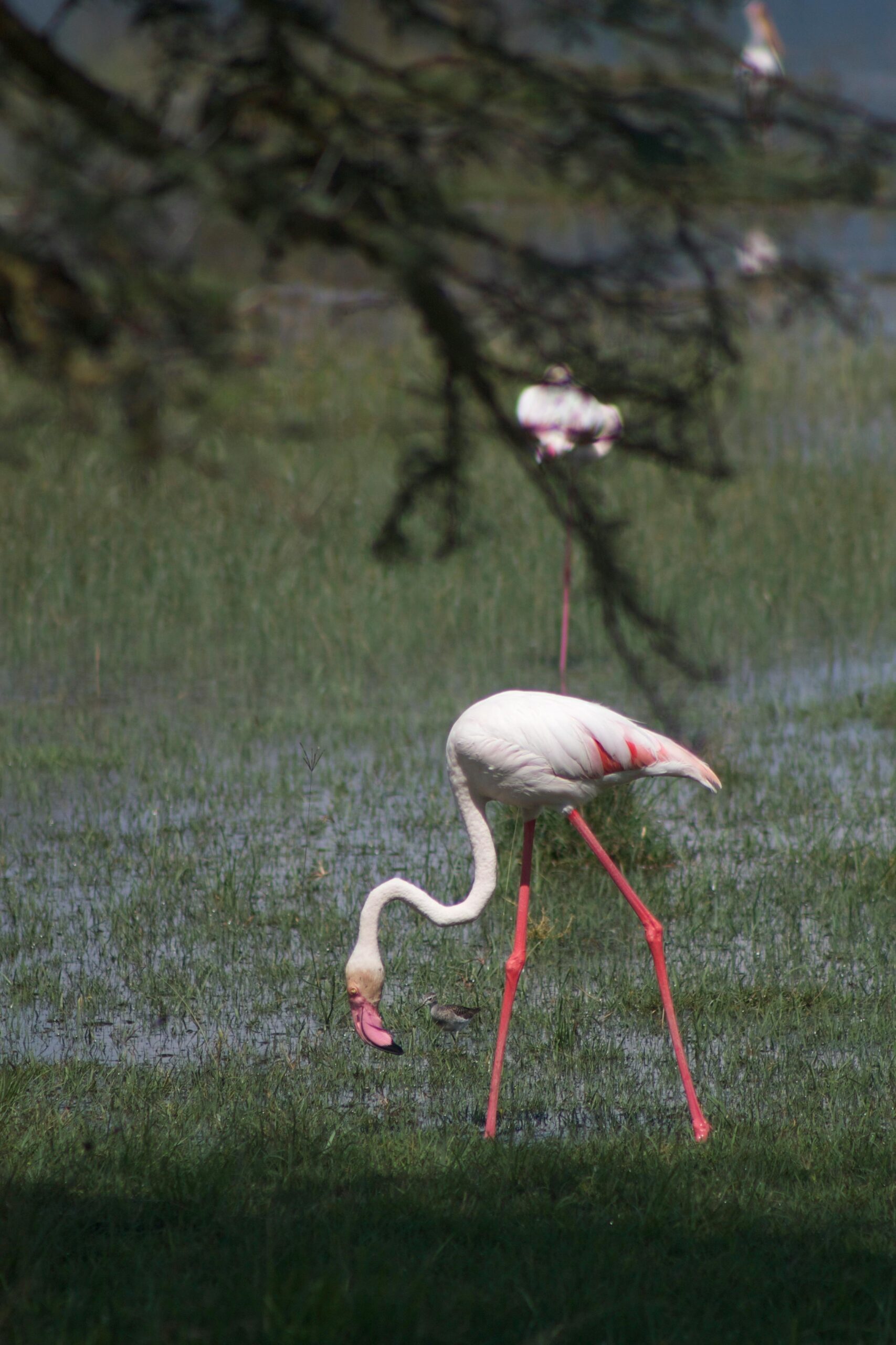 lake manyara national park safari pexels vik joshi 63702791 8151137